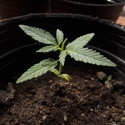 A01 growlog timeline photo