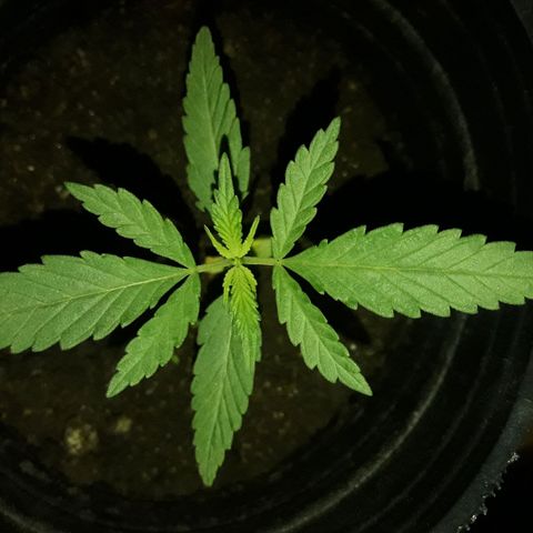 A01 growlog timeline photo