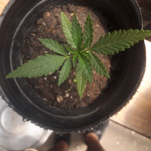 A01 growlog timeline photo