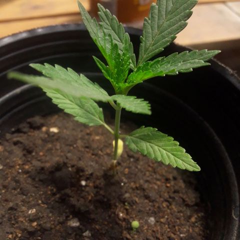 A01 growlog timeline photo
