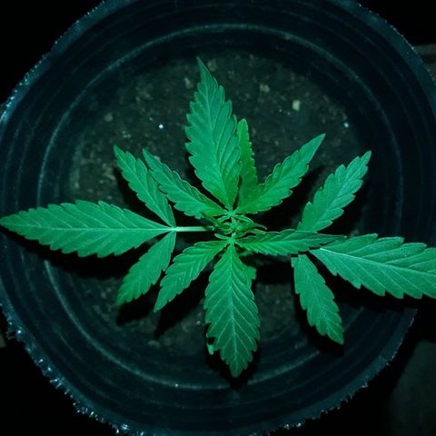 A01 growlog timeline photo