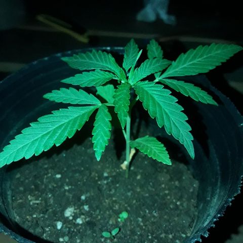 A01 growlog timeline photo