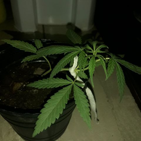A01 growlog timeline photo
