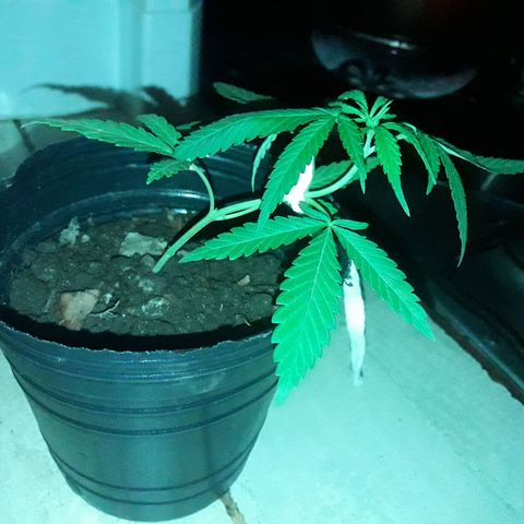 A01 growlog timeline photo