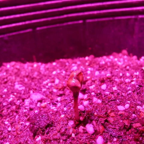 Agostina growlog photo: aun no se descascaró por completo pero creció buscando la luz. 
