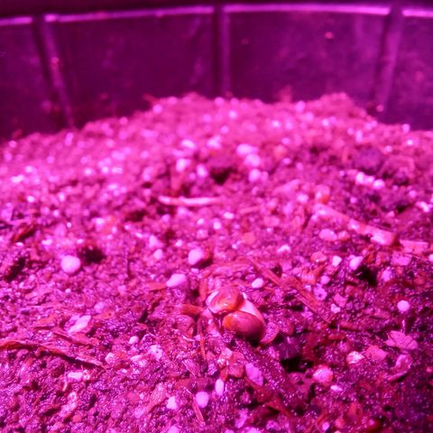 Victoria growlog photo: aun no se descascaró por completo, creció poco buscando la luz. 

