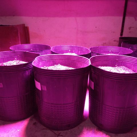 Agostina growlog photo: cultivo 