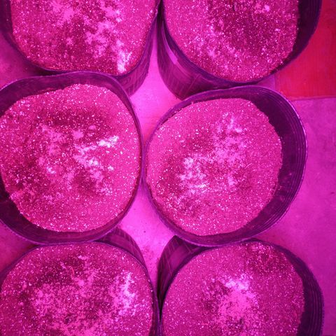 Agostina growlog photo: cultivo 