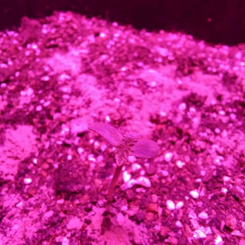 Agostina growlog photo: cotiledon creciendo y buscando la luz