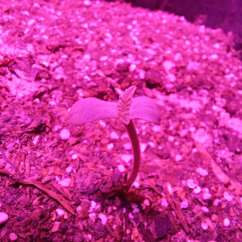 Victoria growlog photo: cotiledon creciendo y buscando la luz