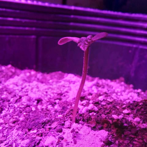 Agostina growlog photo: crece buscando la luz