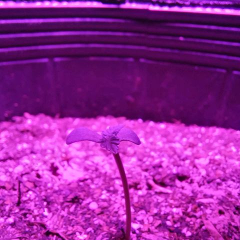 Victoria growlog photo: crece buscando la luz