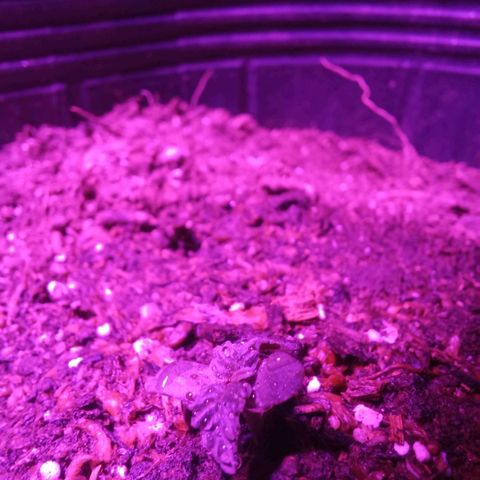 Agostina growlog photo: tapadita