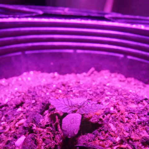Victoria growlog photo: tapada hasta el cuello