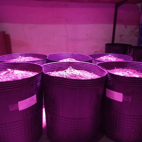 Agostina growlog photo: cultivarg