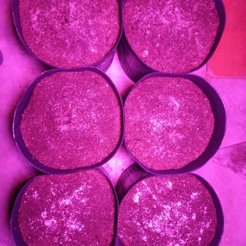 Agostina growlog photo: cultivarg