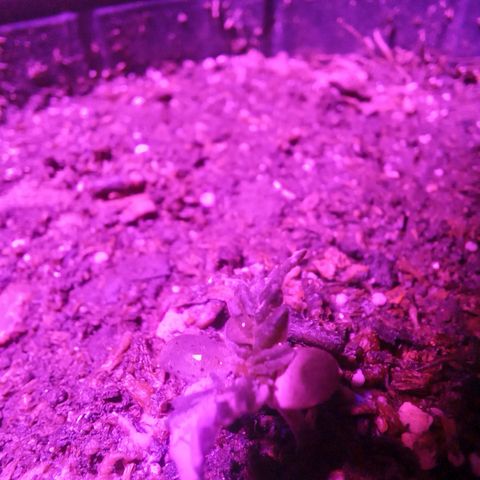 Agostina growlog photo: creciendo: dia 7 en tierra y 11 desde que salió raíz 