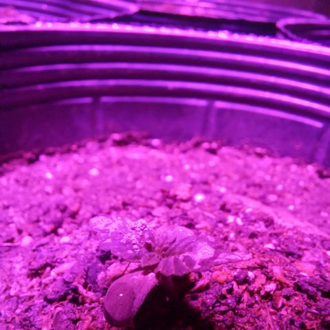 Victoria growlog photo: creciendo: dia 7 en tierra y 11 desde que salió raíz 