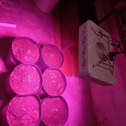 Agostina growlog photo: jardin y led