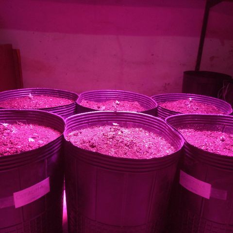 Agostina growlog photo: jardin y led