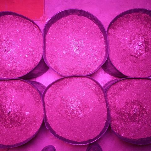 Agostina growlog photo: creciending