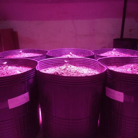 Agostina growlog photo: creciending