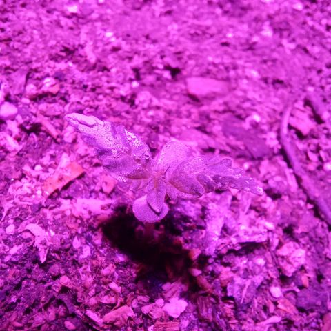 Agostina growlog photo: hermosa creciendo bien: día 8 en tierra y 12 desde germinación