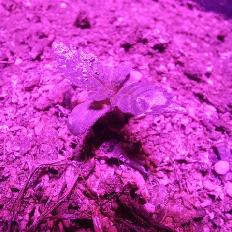 Victoria growlog photo: hermosa creciendo bien: día 8 en tierra y 12 desde germinación