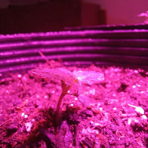 Agostina growlog photo: dia 9 en tierra y dia 13 desde que se puso a germinar.
creciendo lindo y saliendo segundo nudo de hojas