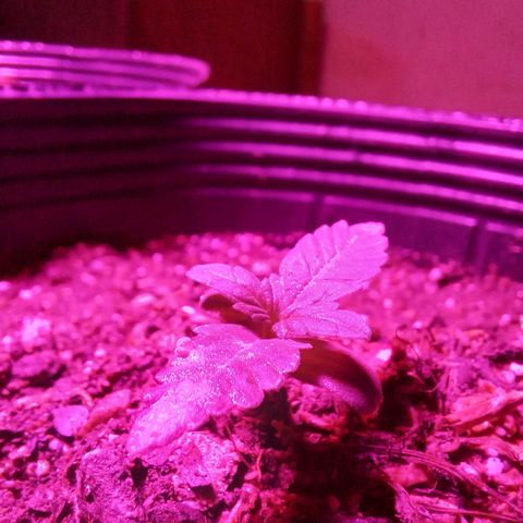 Victoria growlog photo: dia 9 en tierra y dia 13 desde que se puso a germinar.
creciendo lindo y saliendo segundo nudo de hojas