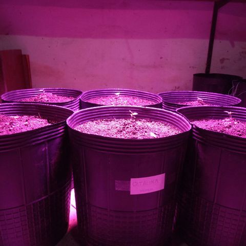 Agostina growlog photo: jardin do led