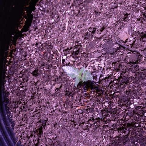 Agostina growlog photo: agosto con led full spectrum 300w y luego con led vege 600w.
dia 10 en tierra y 14 desde germinación 
creciendo bien segundo nudo