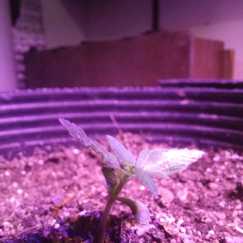 Agostina growlog photo: agosto con led full spectrum 300w y luego con led vege 600w.
dia 10 en tierra y 14 desde germinación 
creciendo bien segundo nudo