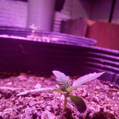 Victoria growlog photo: viqui con led full spectrum 300w y luego con led vege 600w.
dia 10 en tierra y 14 desde germinación 
creciendo bien segundo nudo