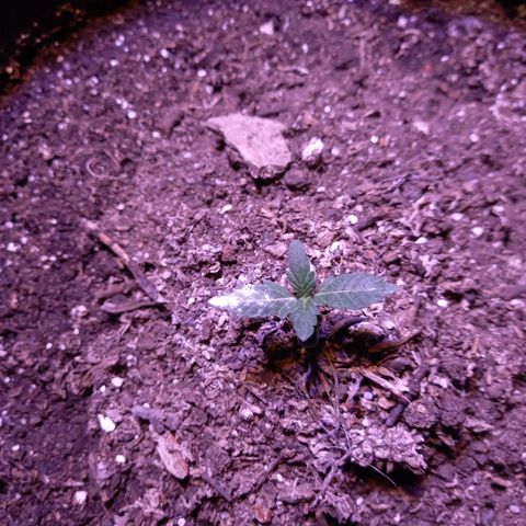 Victoria growlog photo: viqui con led full spectrum 300w y luego con led vege 600w.
dia 10 en tierra y 14 desde germinación 
creciendo bien segundo nudo