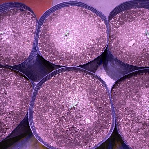 Agostina growlog photo: led vege a 50~cm aprox de la punta de la planta