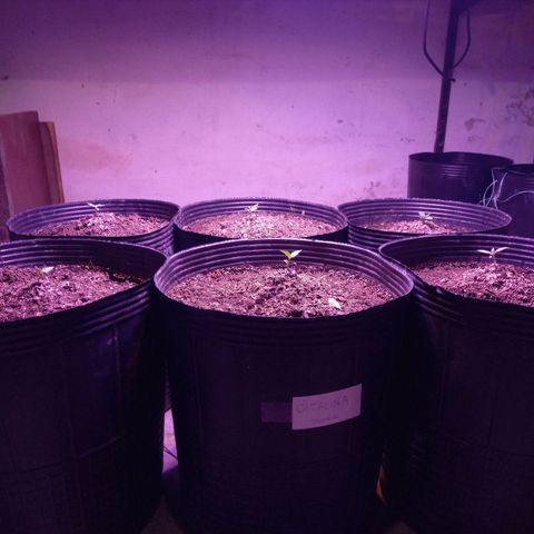 Agostina growlog photo: led vege a 50~cm aprox de la punta de la planta