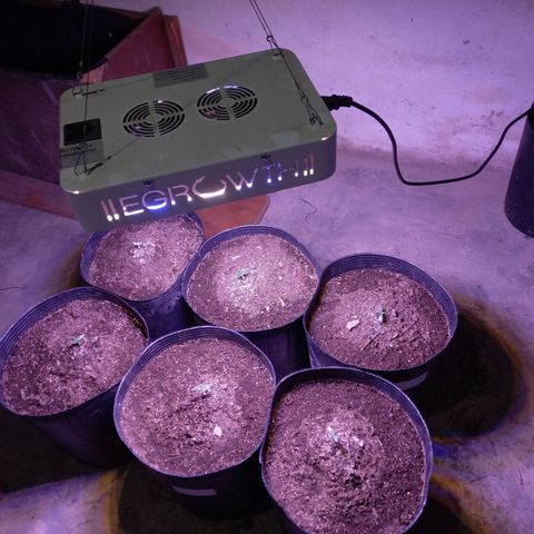 Agostina growlog photo: led vege a 50~cm aprox de la punta de la planta