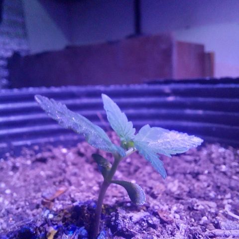 Agostina growlog photo: agos dia 11 en tierra y dia 15 desde germinación 
creciendo lindo