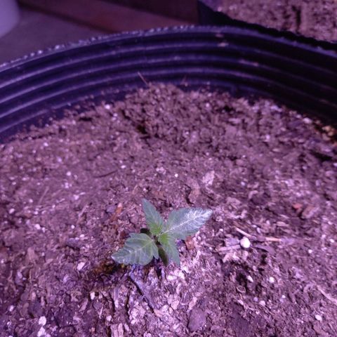 Agostina growlog photo: agos dia 11 en tierra y dia 15 desde germinación 
creciendo lindo