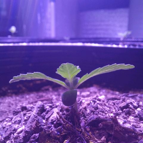 Victoria growlog photo: victoria dia 11 en tierra y dia 15 desde germinación 
creciendo lindo
