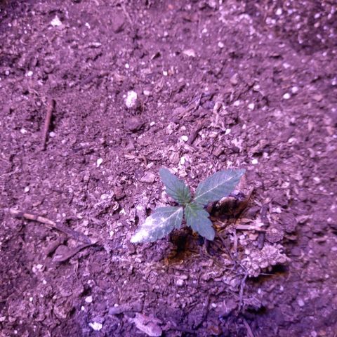Victoria growlog photo: victoria dia 11 en tierra y dia 15 desde germinación 
creciendo lindo