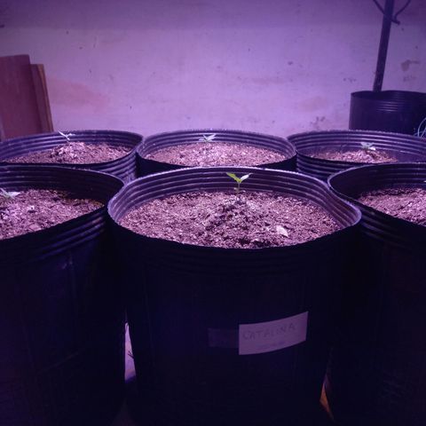 Agostina growlog photo: lindor veg - 22:30h
dia 11 en tierra y dia 15 desde germinación