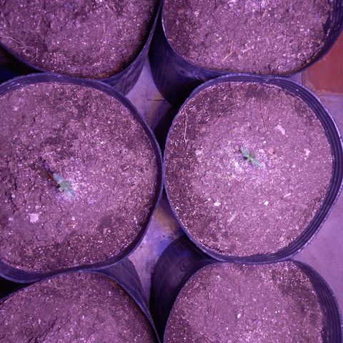 Agostina growlog photo: lindor veg - 22:30h
dia 11 en tierra y dia 15 desde germinación