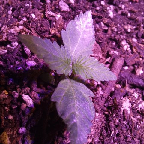 Agostina growlog photo: dia 12 en tierra y 16 desde germinación 
