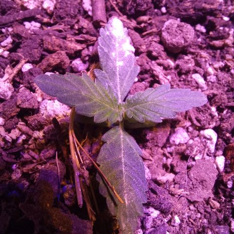 Victoria growlog photo: dia 12 en tierra y 16 desde germinación 
