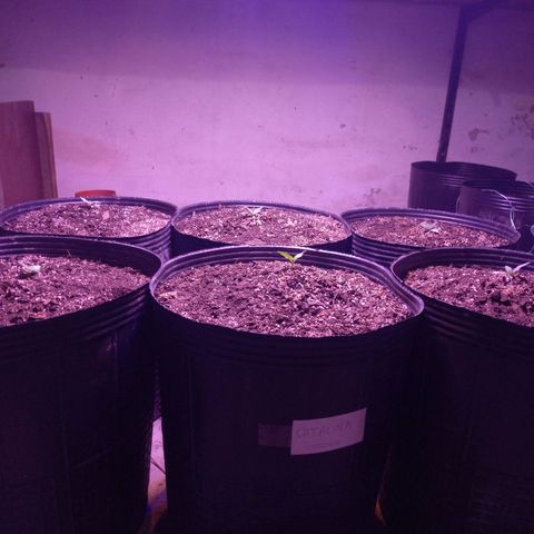 Agostina growlog photo: tapaditas