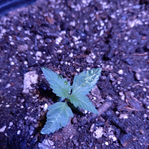 Agostina growlog photo: dia 13 en tierra y 17 desde germinación 
hermosa