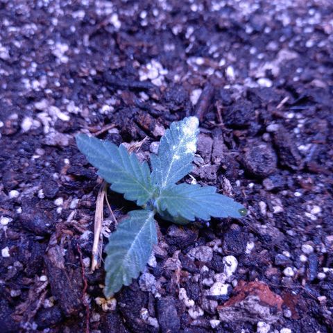 Victoria growlog photo: dia 13 en tierra y 17 desde germinación 