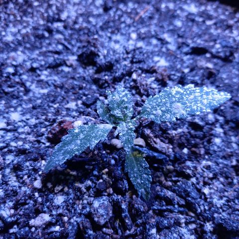 Victoria growlog photo: 1er nudo formado.  mas chica que el promedio. 
